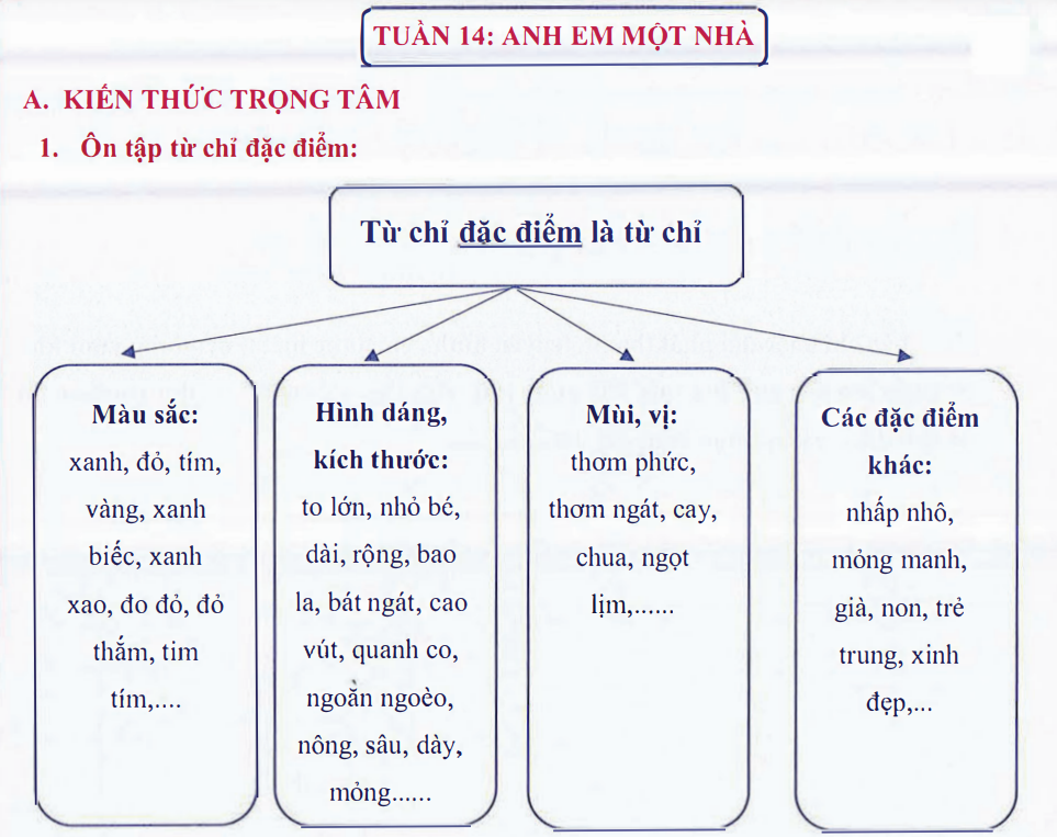 Ôn tập Tuần 14